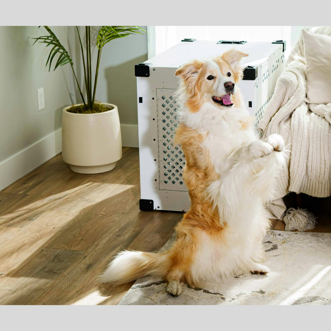 Dog Crate